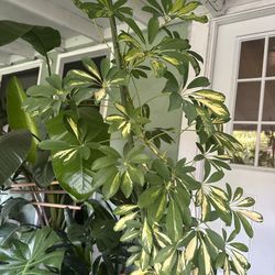 Umbrella Plant