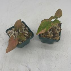 Pink Splash Syngonium