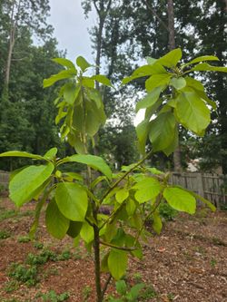 Avocado tree  7' Tall