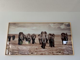 Large size elephant picture
