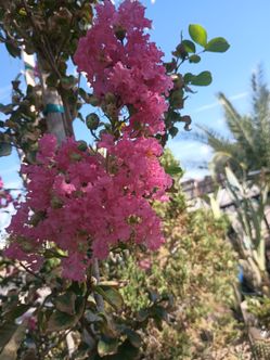 Crepe Myrtle.