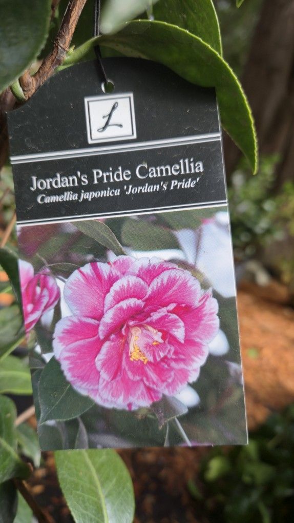 Camellia EVERGREEN- Jordan's Pride