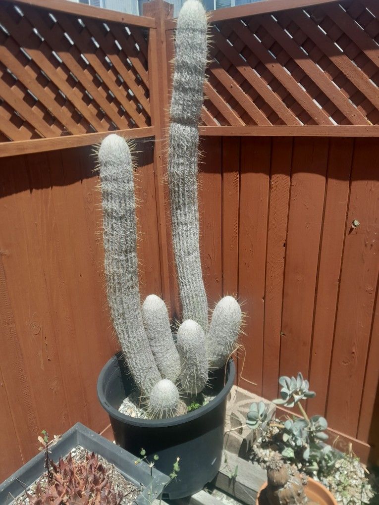 Old Man Cactus 