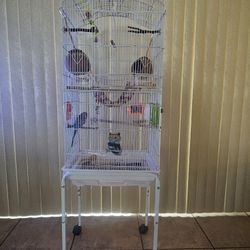 Bird Cage 