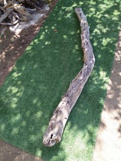 Large Driftwood branch