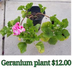 Geranium plant 