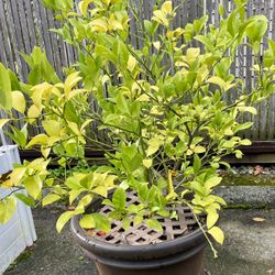 Meyer lemon for sale
