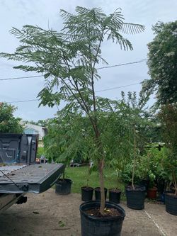 Jacaranda Tree