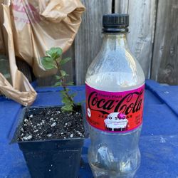 Orange Mint plant - Eau De Cologne - Menta Naranja - Yerba Buena planta