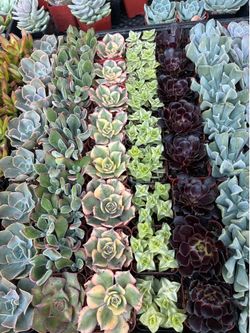 Premium 2 inch Succulents - party favors