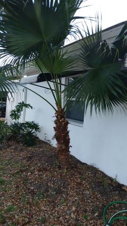 Florida Palm Tree $60 FIRM You Dig