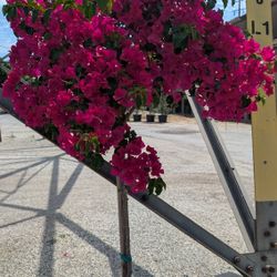 Bougainvillea Tree