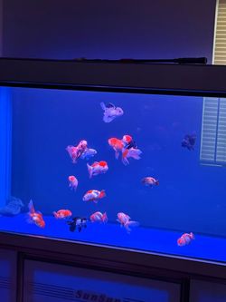 Super Large 200 Gallon Fish Tank