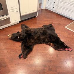 Black Bear Taxidermy Rug – Large – Needs Minor Restoration