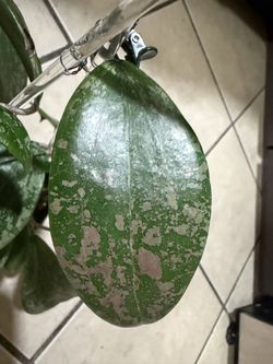 Hoya Wibergaie ‘Pink Crush’