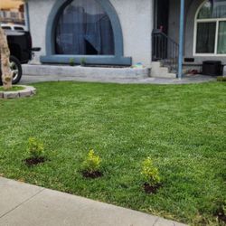 Sod/ Grass Seed