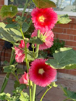 Part four of the so many different plants available for purchase buy today! Pls