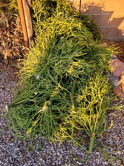 Firestick Cactus Cuttings