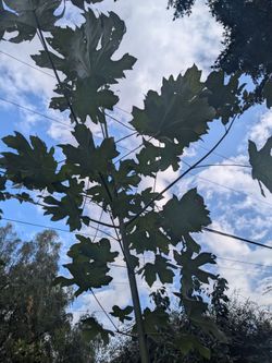 15 foot Large leaf maple trer