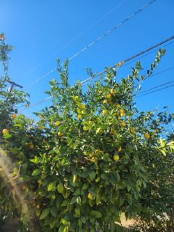 Lemons