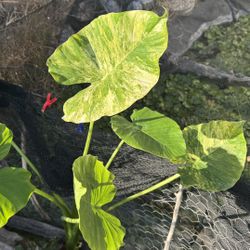 Alocasia Gageana Aurea Large Cutting Variegated Elephant Ear Plant 