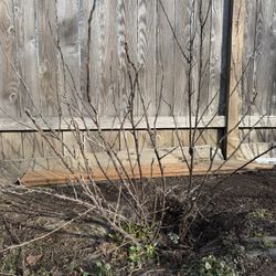 Cherry Red Currant