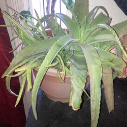 Beautiful Aloe Plant 25$$