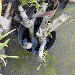 Malunggay Plant Cuttings For Sale