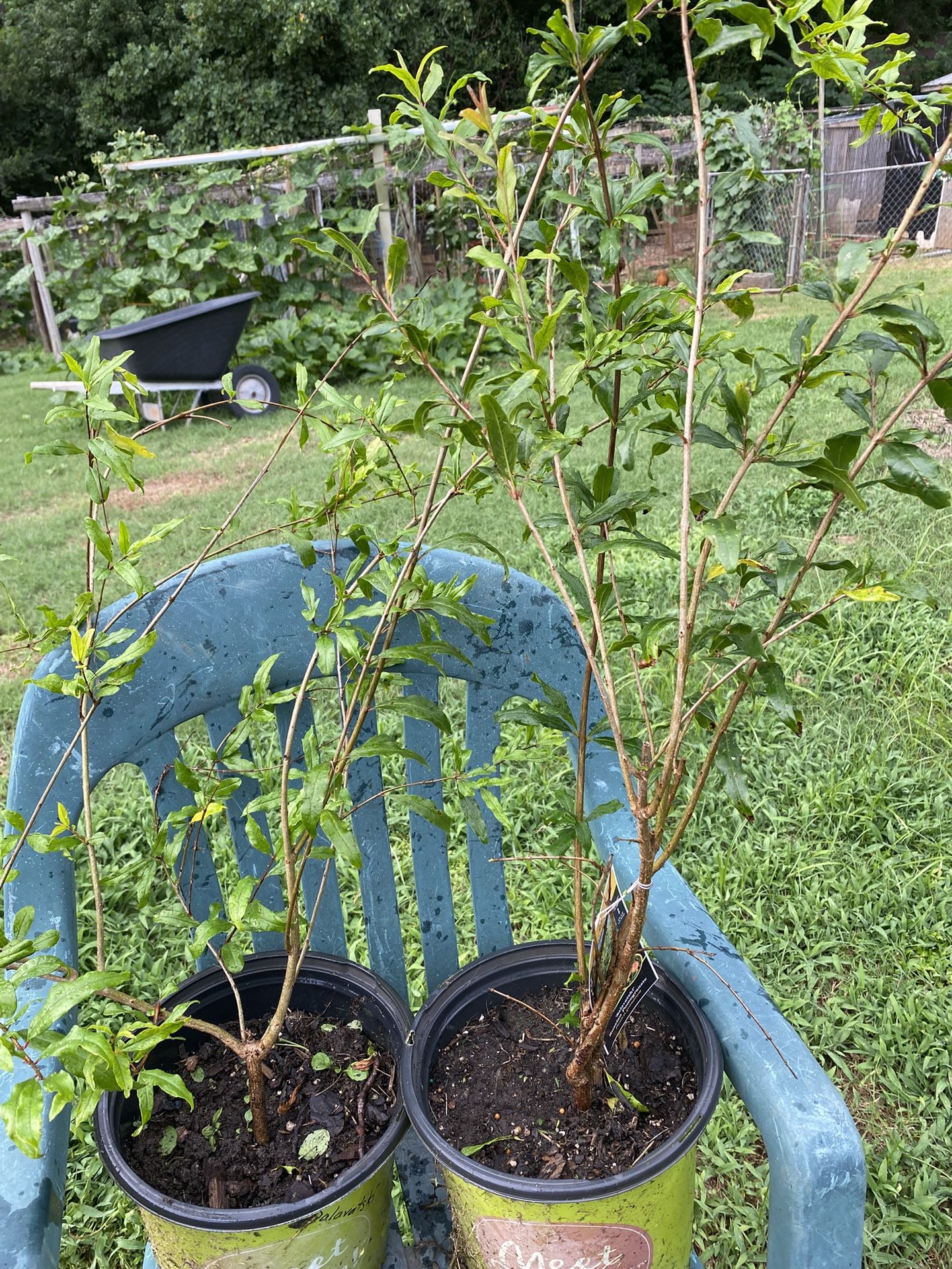 Pomegranate trees-(winter hardy, self pollinating wonderful & Salavatski Varieties 