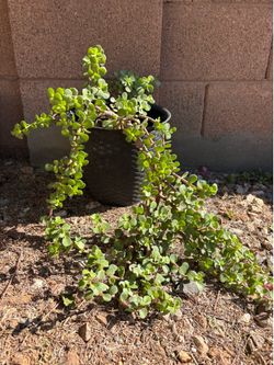 Elephant Bush Suculent