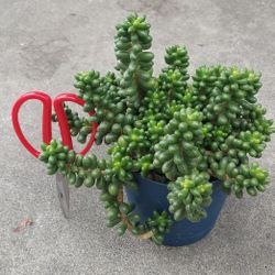 succulent plants