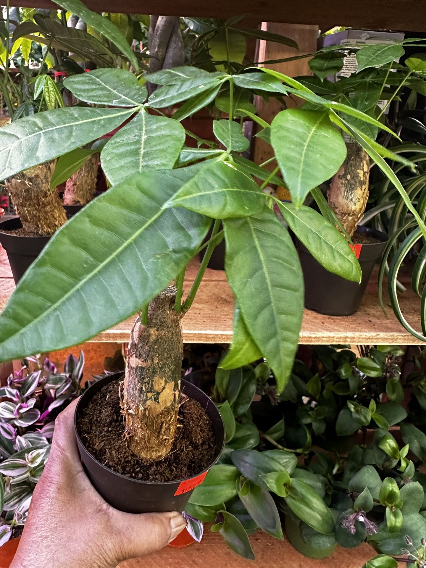 Bonsai Money Tree Plant 