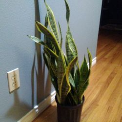 Plant