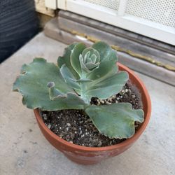Succulents : Echeveria Blue Waves, Aeonium Picta, Lace Aloe (Aristaloe aristata)