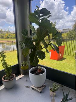 Fiddle leaf fig