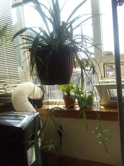 Spider plant