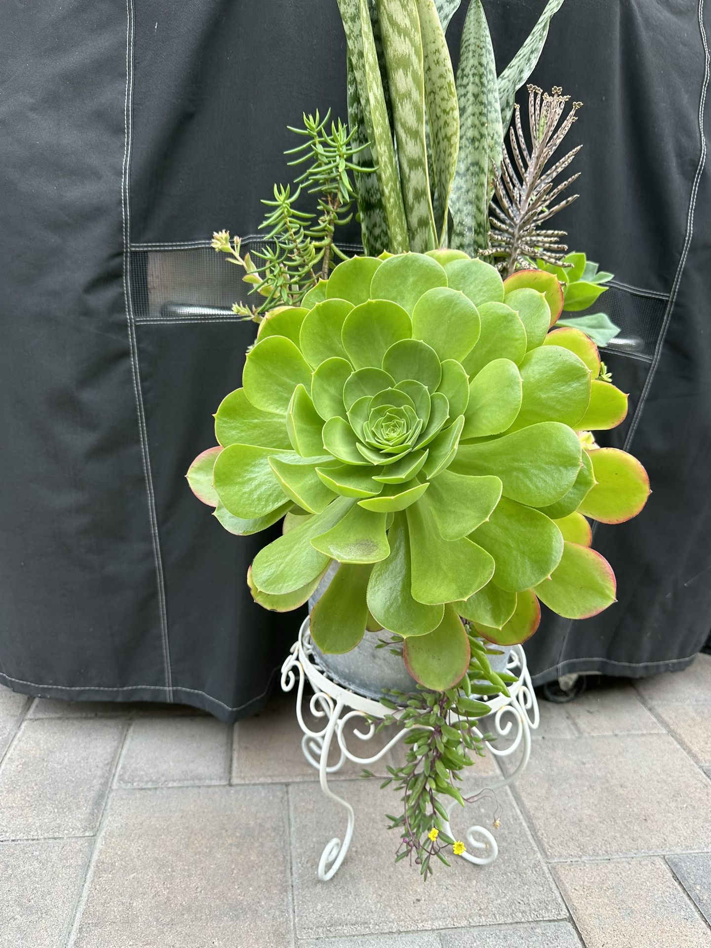 Assorted Succulent Plants 