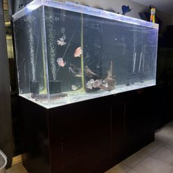 Fish Tank Aquarium 340 Gallon Acrylic 