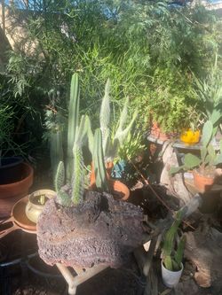 Come Buy Some Healthy Cactus Plants