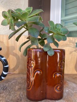 Vase y planta