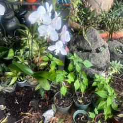 Phalenopsis Whitw Orchid