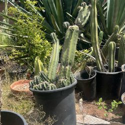 Mexican Organ Pipe 