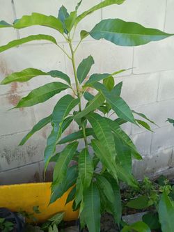 Mango plant