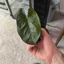 Anthurium Starter Plants