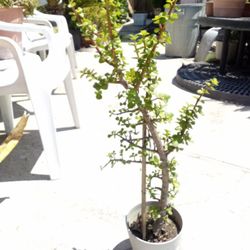 Succulant Plant In A Pot $14