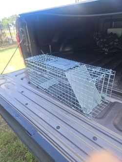 Coon trap