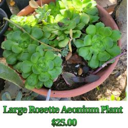 Large Rosette Aeonium Plant With Some Succulents