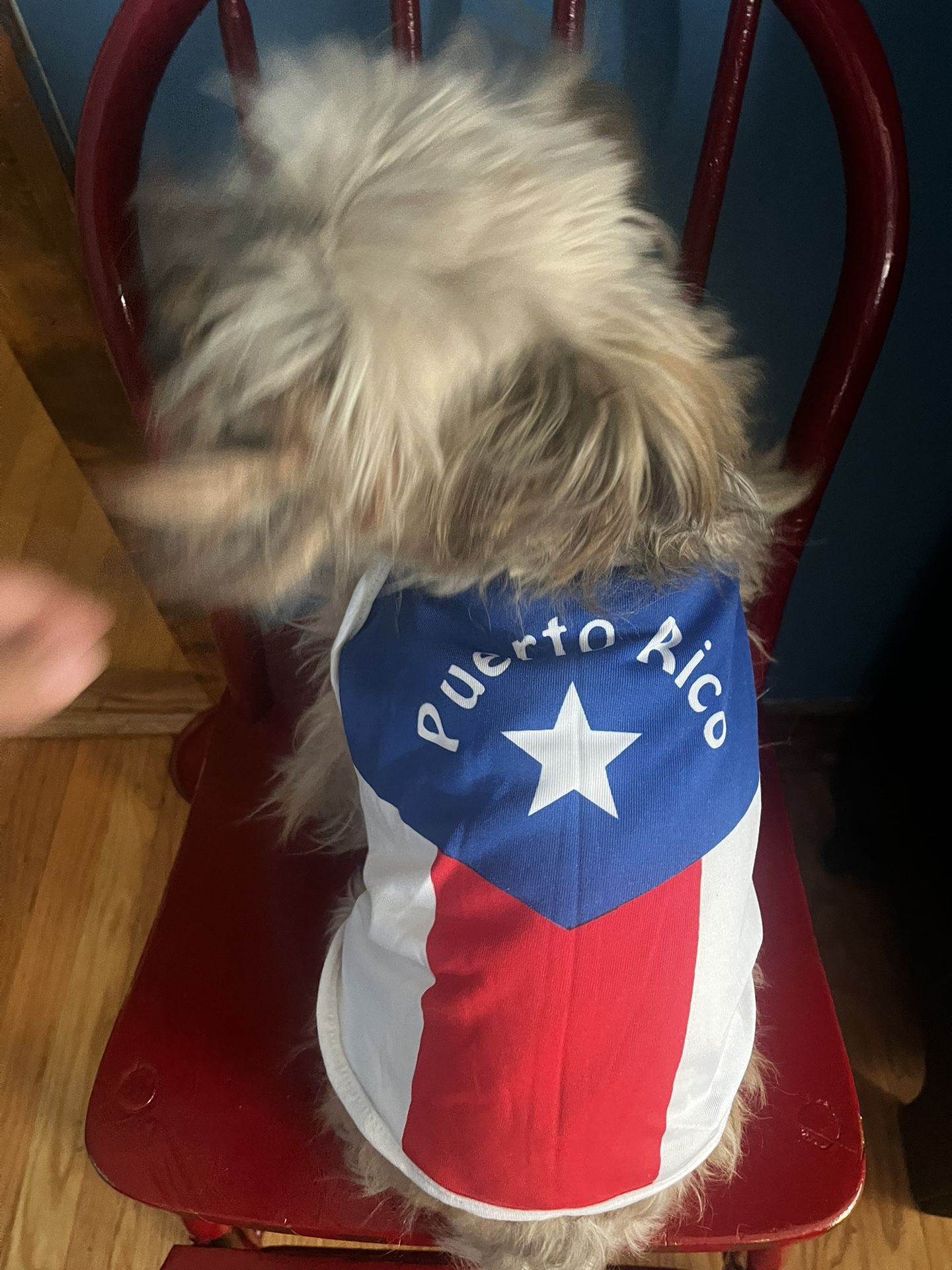 Viva Puerto Rico Dog Gear