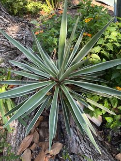Caribbean agave