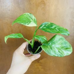 Monstera Lechleriana Variegated